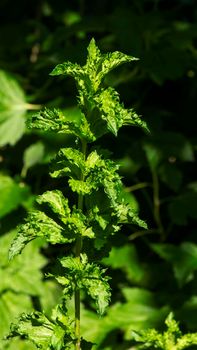 Mint Leaves Growing in a garden. Fresh green mint leaves in the sunlight in spring. Green mint leaves growing in the garden.