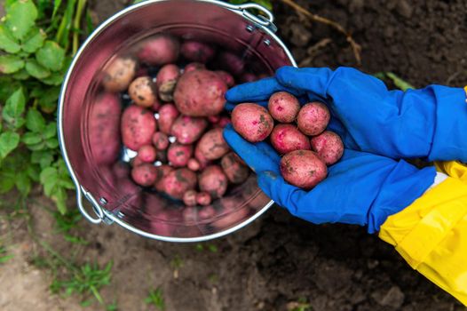 Top view of blue work gloved hands holding freshly dug potatoes over a metal galvanized bucket against the ground in an organic farm. Harvesting. Agriculture. Eco farming. Agribusiness. Copy ad space