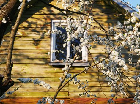 Blooming fruit tree near an old village house with a window...Stormy sky with clouds.