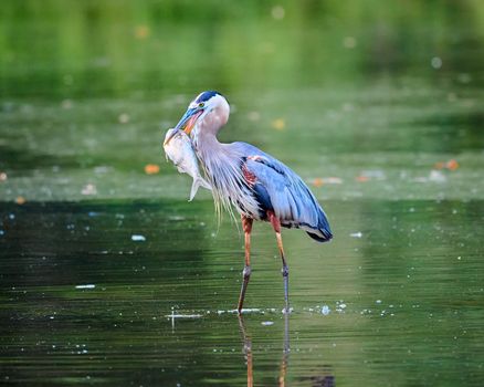 Great Blue Heron standing in the shallow water eating a fish.