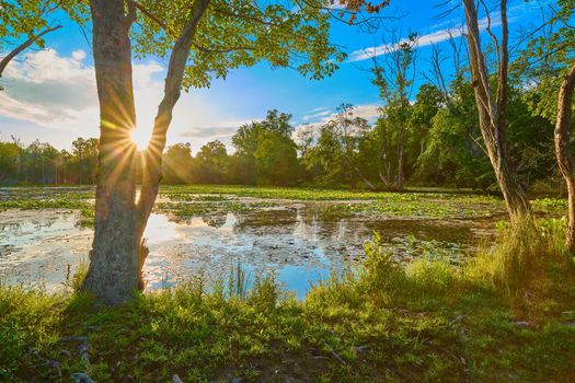 Sunrise over a pond filled with water lilies.