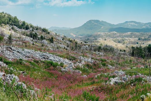 Panoramic view of idyllic mountain scenery in the Alps with fresh green meadows in bloom on a beautiful sunny day. Summer mountain landscape Landcscape hight mountains. Landscape in the fields.