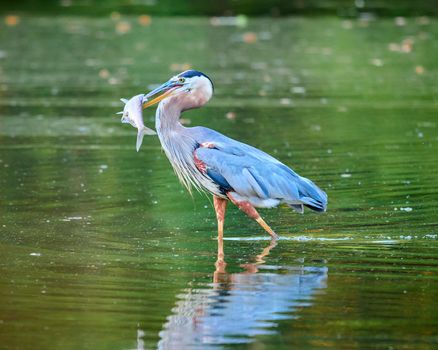 Great Blue Heron walking with a large fish.