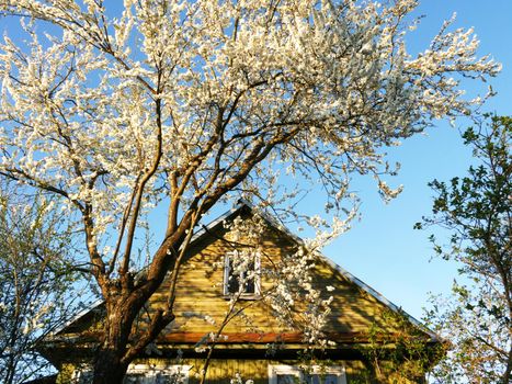 Spring time in the Belarusian village. Branches of a fruit tree against the background of the upper part of the facade of a wooden house.