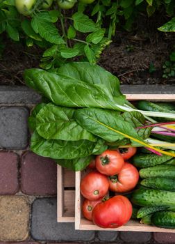 Flat lay of a wooden crate with harvested organic vegetables, grown in an eco farm. Still life, close-up. Ripe juicy tomatoes, cucumbers and swiss chard green leaves cultivated in ecological garden