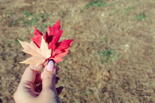 Young girl's hand holding bright yellow, red and orange autumn maple leaves on the background of a green lawn on a sunny day in autumn season with copy space.