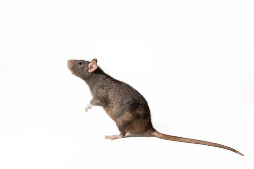 black rat standing on two legs, in profile isolated on white background. rodent animal of small size. animal concept. natural light