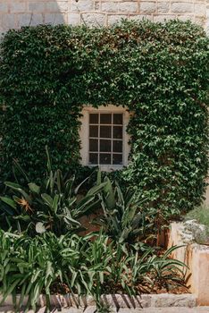 Wooden door in old medieval stone house, green ivy on the house over the door, Rupit, Spain. Magic house from wonderland. The ruins of an old fortress overgrown with plants. Fortress Sveti Ivan. Kotor, Montenegro. Selective focus.