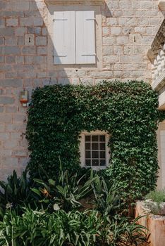 Wooden door in old medieval stone house, green ivy on the house over the door, Rupit, Spain. Magic house from wonderland. The ruins of an old fortress overgrown with plants. Fortress Sveti Ivan. Kotor, Montenegro. Selective focus.