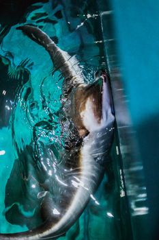 Cramp fish looking out of blue water in aquarium. Stingray swimming under blue water and jumping out of water.