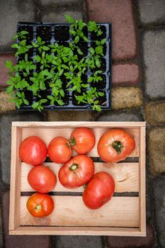 Flat lay. Wooden box with harvested organic tomatoes and sprouted seedlings in a cassette. The evolution of cultivated home-grown products in an eco-farm. Sapling, growing and harvesting. Agriculture