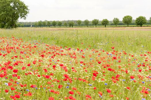 blooming poppy field with cornflowers and daisies sunny summer day countryside flower landscape natural background. High quality photo