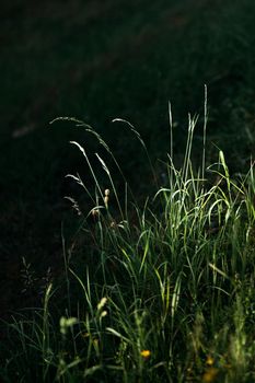 Green grass in sunset light with dark blurred background