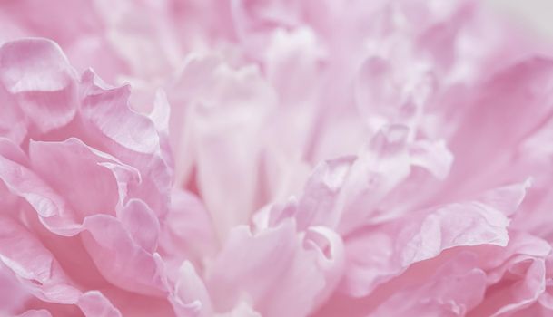 Soft focus, abstract floral background, pink peony flower petals. Macro flowers backdrop for holiday brand design