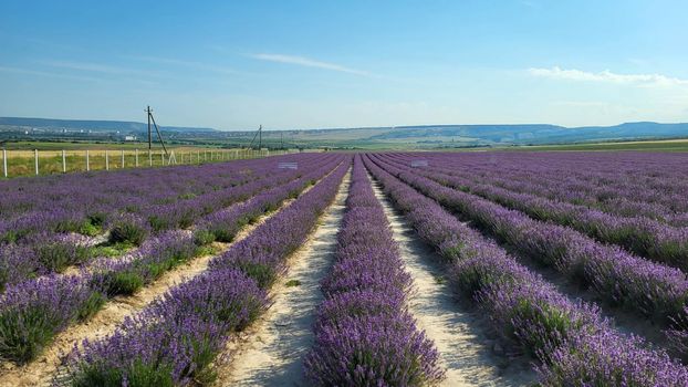 Beautiful lavender field with long purple rows.