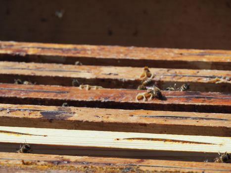 Beekeeper working with bees and beehives on the apiary. Beekeeping concept. Beekeeper harvesting honey Beekeeper on apiary.