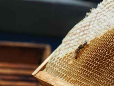 Beekeeper working with bees and beehives on the apiary. Beekeeping concept. Beekeeper harvesting honey Beekeeper on apiary.