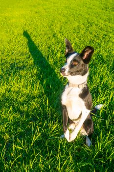 cheerful border collie dog stands with its paws folded against a background of green grass. dog border-collie breed is sitting on its hind legs