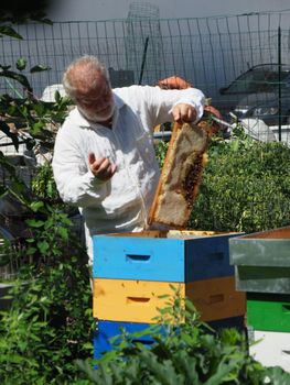 Beekeeper working with bees and beehives on the apiary. Beekeeping concept. Beekeeper harvesting honey Beekeeper on apiary.