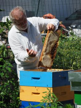 Beekeeper working with bees and beehives on the apiary. Beekeeping concept. Beekeeper harvesting honey Beekeeper on apiary.