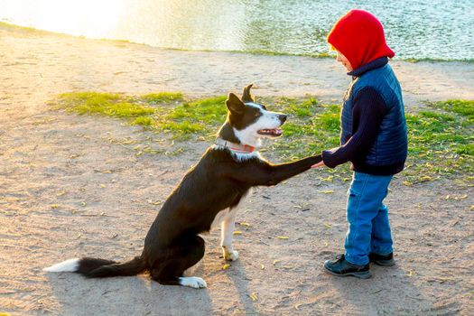 cheerful border collie dog obeys the command to a little boy. obedience