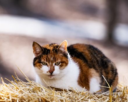 Beautiful three colors cat lying on hay and looking at the camera in sunny day