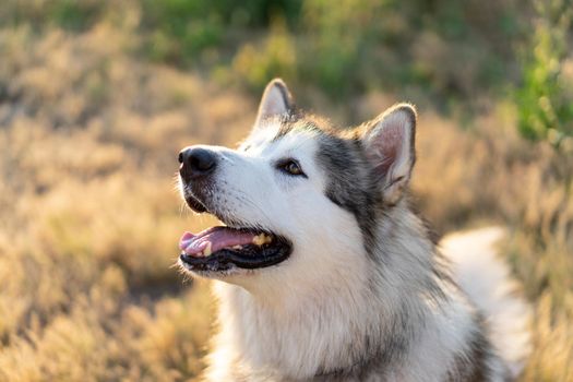 Adorable husky dog portrait outside. Beautiful doggy with incredible eyes in summertime outdoors. Pet and nature