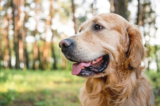 Portrait of fluffy golden retriever dog at the nature looking back with mouth open. Cute doggy pet outdoors in the wood