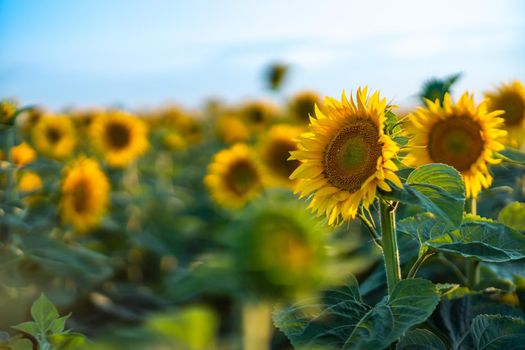 A beautiful field of sunflowers against the sky in the evening light of a summer sunset. Sunbeams through the flower field. Natural background. Copy space