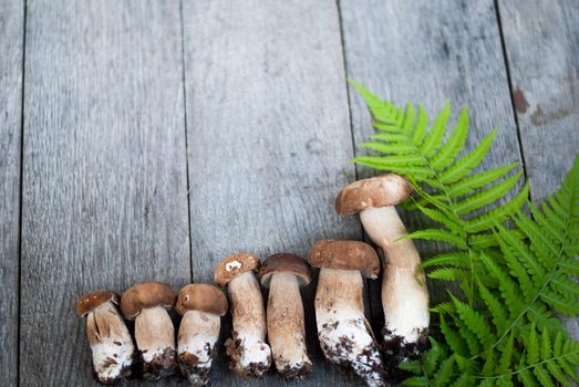 fresh wild porcini mushroom on wooden background
