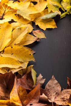 colorful leaves on black wooden background with space for text