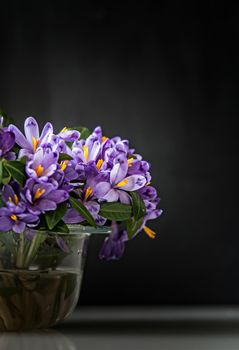 spring bouquet of crocuses in vase on black backgroung