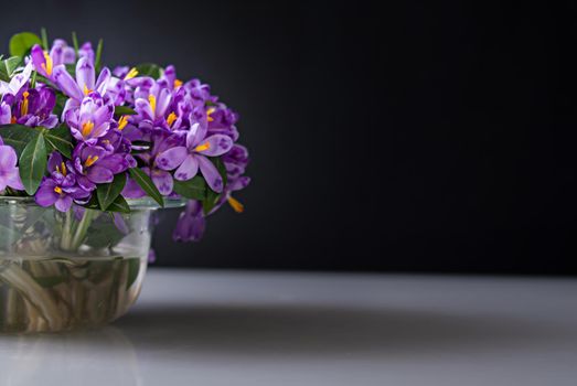 spring bouquet of crocuses in vase on black backgroung