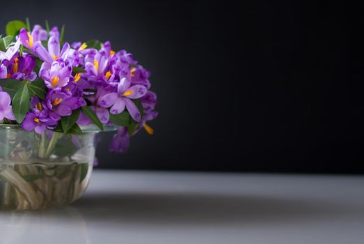 spring crocus in vase. High quality photo