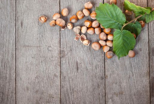 heap of fresh hazelnut in nutshel and few cracked