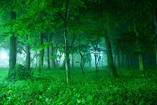 Mist wrapped in the fog. Shooting Location: Mitaka City, Tokyo