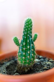 A small cactus in a brown pot looks like a person with raised arms.