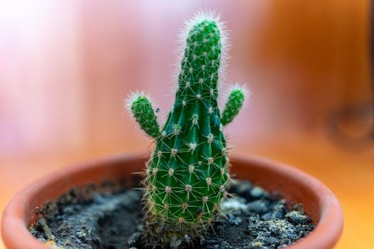 A small cactus in a brown pot looks like a person with raised arms.