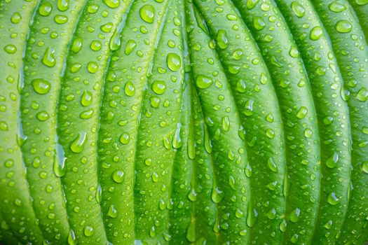 Green plant leaf with water drops after rain close-up.