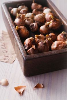 The bulbs of crocuses in dark wooden box on white table with autumn leaves., selective focus.