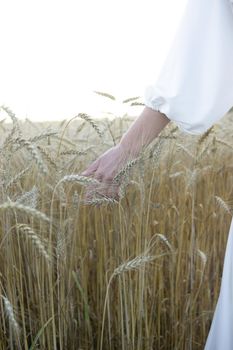 Ears of wheat growing in the field. The concept of harvesting.