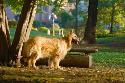 Golden Retriever. Shooting Location: Tokyo Chofu City