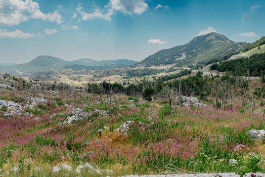 Panoramic view of idyllic mountain scenery in the Alps with fresh green meadows in bloom on a beautiful sunny day. Summer mountain landscape Landcscape hight mountains. Landscape in the fields.