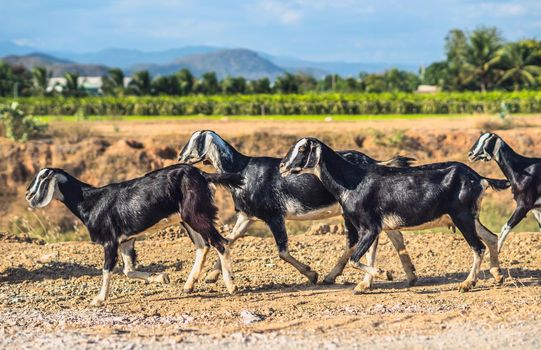 Beautiful summer landscape. Graceful black white goats glossy coats running clay path, green grassy field meadow mountains blue sky clouds. Cute farm animals care. Open air rustic village lifestyle.