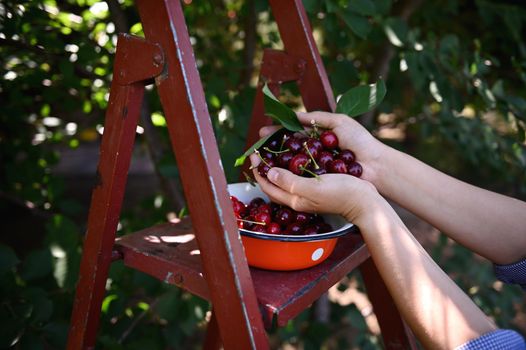 Handful of ripe freshly picked cherries in the hands of a farmer, next to a ladder in an orchard. Harvest time. Farming. Growing ecological friendly organic fruits and berries in an eco farm, garden