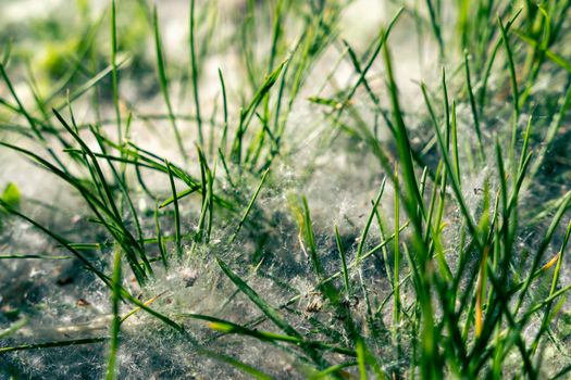 the fluff falling from the trees lies among the green grass on the ground. poplar fluff, aspen fluff on the ground in early summer. background of grass and fluff, nature