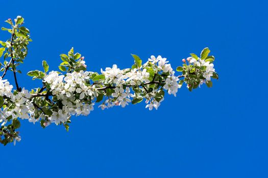 a blooming cherry branch on a blue sky background. white cherry blossoms on a tree under a clear blue sky in sunny weather. Beautiful cherry blossoms during the spring season in the park. Selective focus