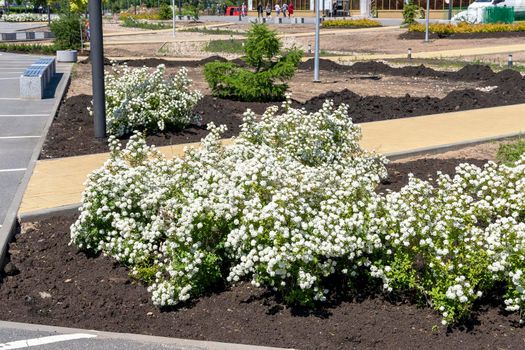 planting of plants, flowers, bushes in the city square. landscaping of the city park. improvement of the city. municipal services