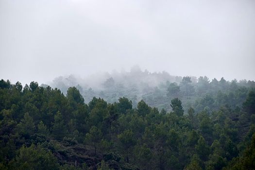 MOUNTAIN FULL OF PINE TREES WITH FLOG. CLOUDS WITH MOVEMENT EFFECT, FRONT VIEW, TWO MOUNTAINS