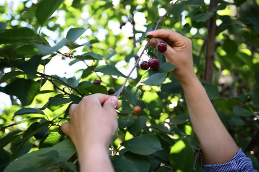 Detailed: Farmer hands picking ripe cherries from tree in an organic cherry orchard. Close-up. Eco farming. Agribusiness. Horticulture. Harvest time. Harvested crop for sales in farmer's markets